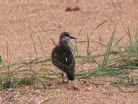 Ruddy Turnstone (Arenaria interpres)