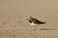 Ruddy Turnstone (Arenaria interpres)