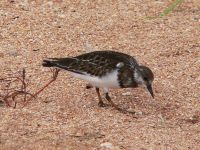 Ruddy Turnstone (Arenaria interpres)