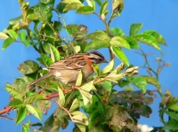 Passero dal collare rossiccio (Zonotrichia capensis)