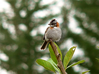 Passero dal collare rossiccio (Zonotrichia capensis)