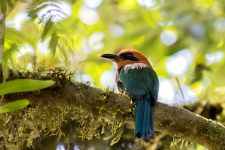 Rufous motmot (Baryphthengus martii)