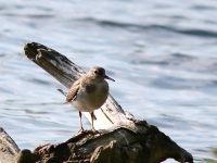 Common Sandpiper (Actitis hypoleucos)
