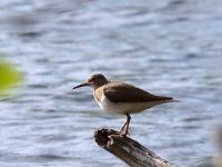 Common Sandpiper (Actitis hypoleucos)