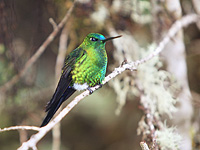 Sapphire-Vented Puffleg (Eriocnemis luciani)