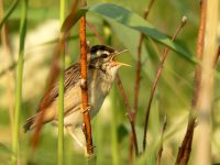 Sedge Warbler (Acrocephalus schoenobaenus)