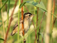 Sedge Warbler (Acrocephalus schoenobaenus)