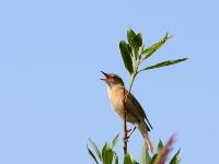 Sedge Warbler (Acrocephalus schoenobaenus)