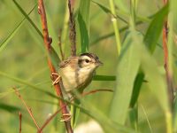 Sedge Warbler (Acrocephalus schoenobaenus)