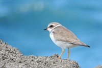 Amerika-Sandregenpfeifer (Charadrius semipalmatus)