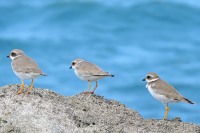 Amerika-Sandregenpfeifer (Charadrius semipalmatus)