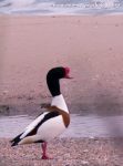 Shelduck (Tadorna tadorna)