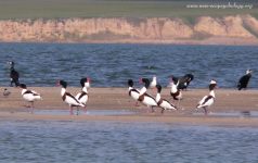 Shelduck (Tadorna tadorna)