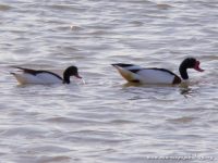 Shelduck (Tadorna tadorna)