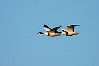 Shelduck (Tadorna tadorna)