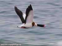 Shelduck (Tadorna tadorna)