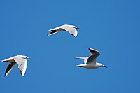 Slender-billed Gull (Larus genei)