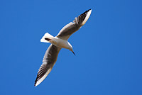 Slender-billed Gull (Larus genei)