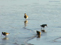 Snipe (Gallinago gallinago)