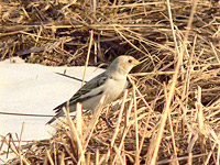 Snow Bunting (Plectrophenax nivalis)