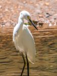 Snowy egret (Egretta thula)