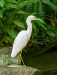 Snowy egret (Egretta thula)