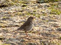 Song Thrush (Turdus philomelos)