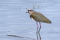 Southern Lapwing (Vanellus chilensis)