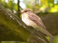 Spotted Flycatcher, Brown-streaked Flycatcher (Muscicapa striata)