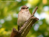 Spotted Flycatcher, Brown-streaked Flycatcher (Muscicapa striata)