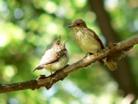 Spotted Flycatcher, Brown-streaked Flycatcher (Muscicapa striata)