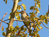 Spotted Flycatcher, Brown-streaked Flycatcher (Muscicapa striata)