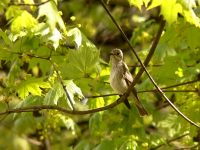 Spotted Flycatcher, Brown-streaked Flycatcher (Muscicapa striata)