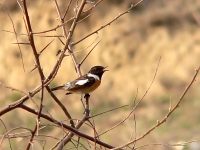 Stonechat (Saxicola torquata)