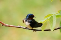 Swallow (Hirundo rustica)