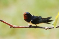 Swallow (Hirundo rustica)