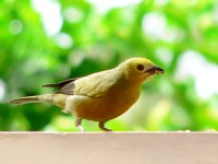 Thick-billed Euphonia (Euphonia laniirostris)