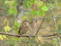 Bisbita Arbóreo (Anthus trivialis)