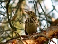 Bisbita Arbóreo (Anthus trivialis)