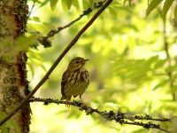 Bisbita Arbóreo (Anthus trivialis)