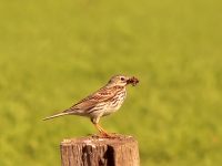 Bisbita Arbóreo (Anthus trivialis)