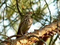 Bisbita Arbóreo (Anthus trivialis)