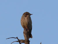 Bisbita Arbóreo (Anthus trivialis)