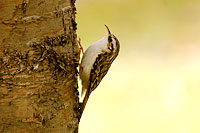 Rampichino alpestre (Certhia familiaris)