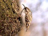 Rampichino alpestre (Certhia familiaris)