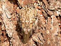 Rampichino alpestre (Certhia familiaris)