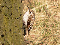 Rampichino alpestre (Certhia familiaris)