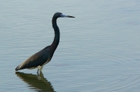 Tricolored Heron (Egretta tricolor)