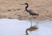 Tricolored Heron (Egretta tricolor)