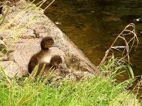 Tufted Duck (Aythya fuligula)
